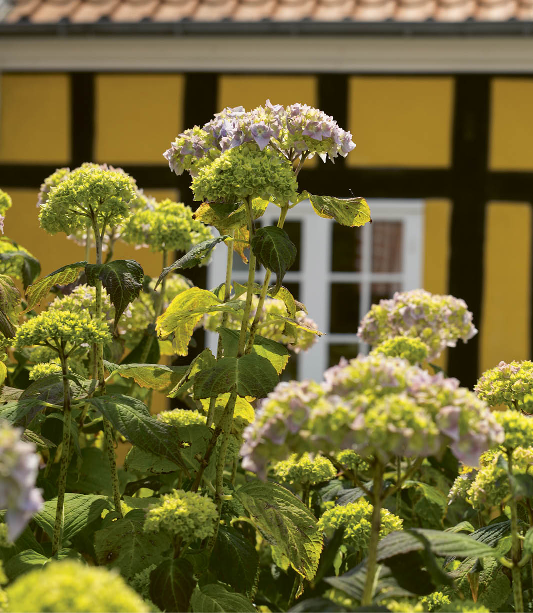 A yellow and black house with a purple flower bush in front of it. Description generated by AI