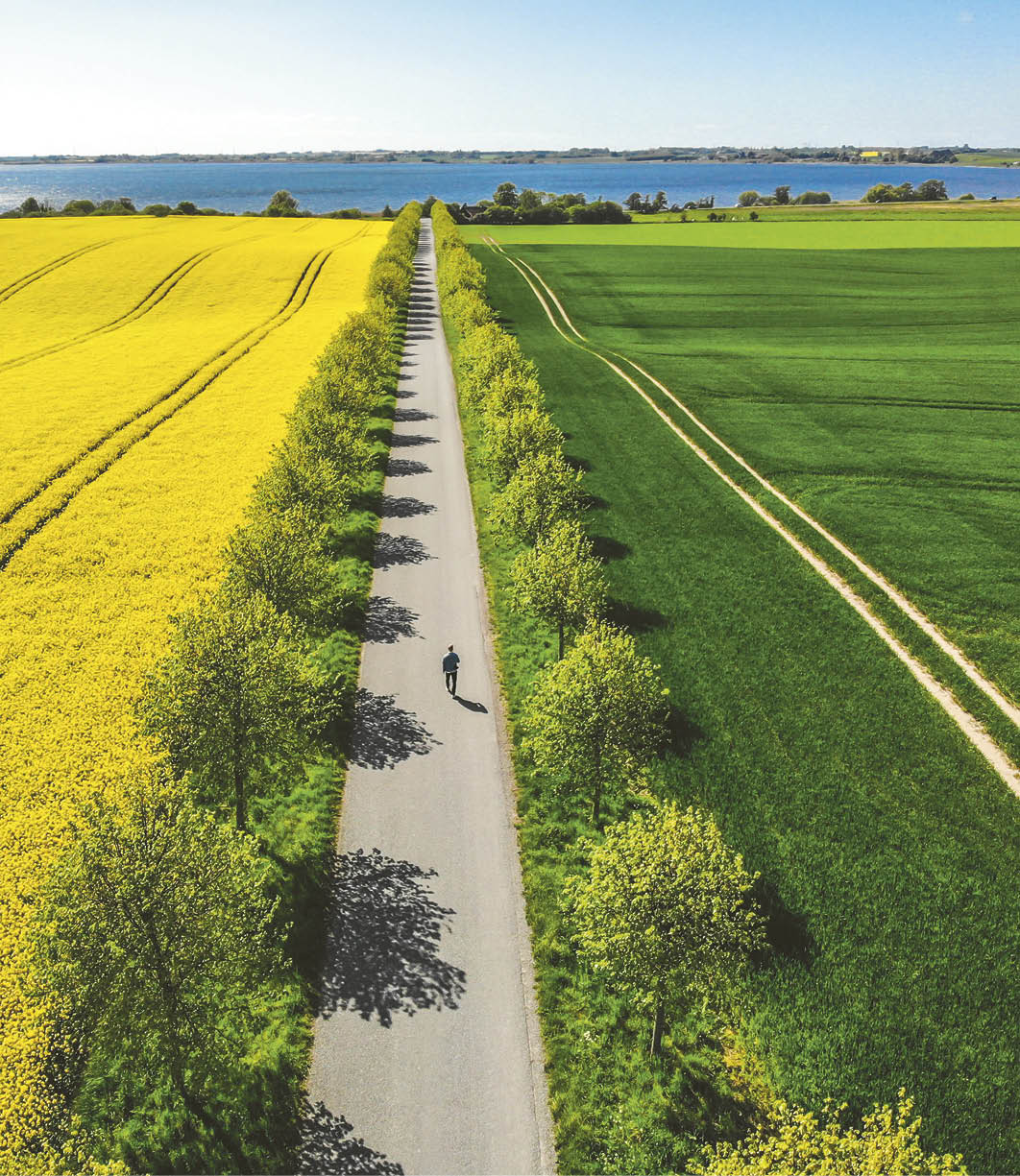 A person walking on a path between two yellow and green fields. Description generated by AI
